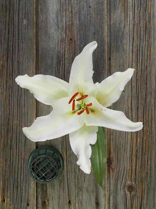 SANTANDER  S WHITE ORIENTAL LILIES